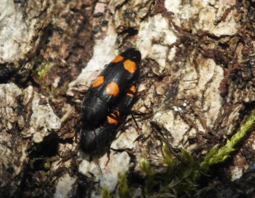 Dircaea australis